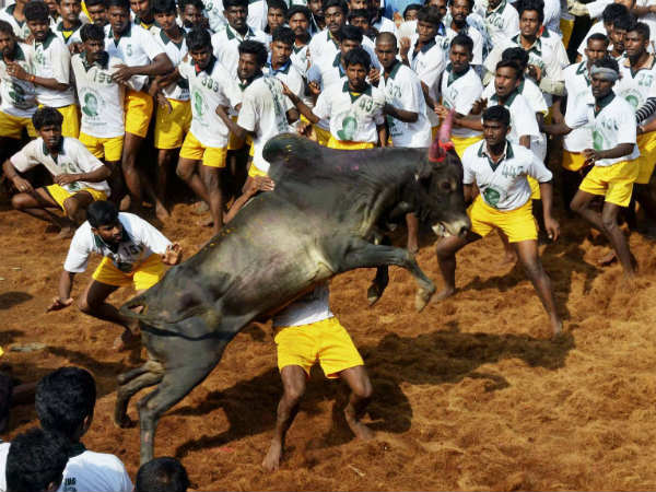 சீறி வந்த காளைகள்