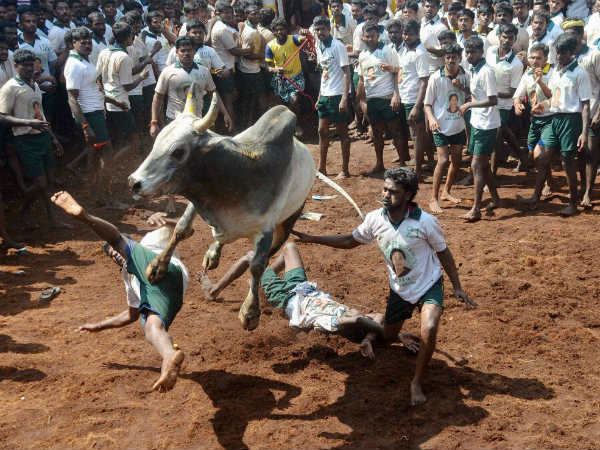 சீறிப்பாய்ந்த காளைகள்