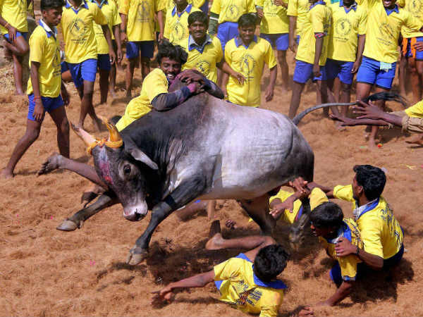 காளைகளுக்கும் பரிசு