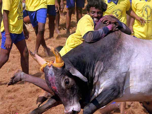 காளைகளை கண்டு பொங்குவேன்