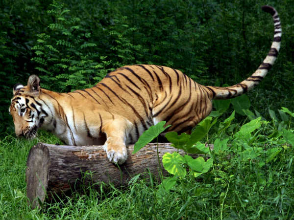 10 நாட்களாக தேடுதல் வேட்டை