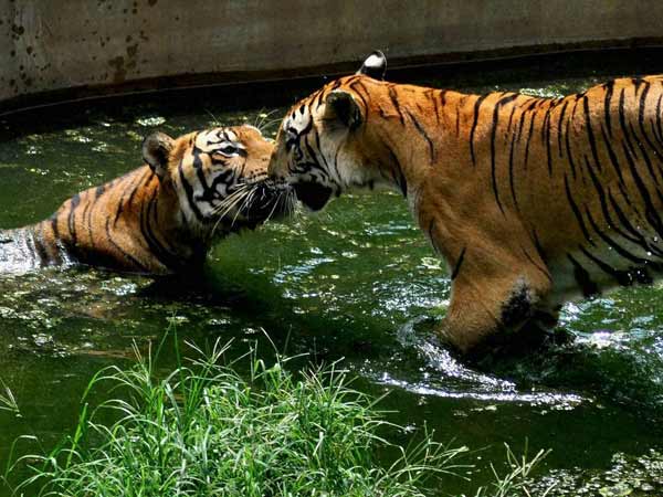 இரவிலும் வேட்டை