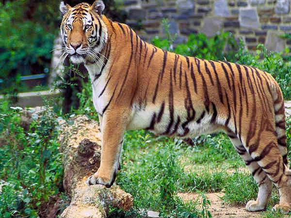 10 நாட்களாக தேடுதல் வேட்டை