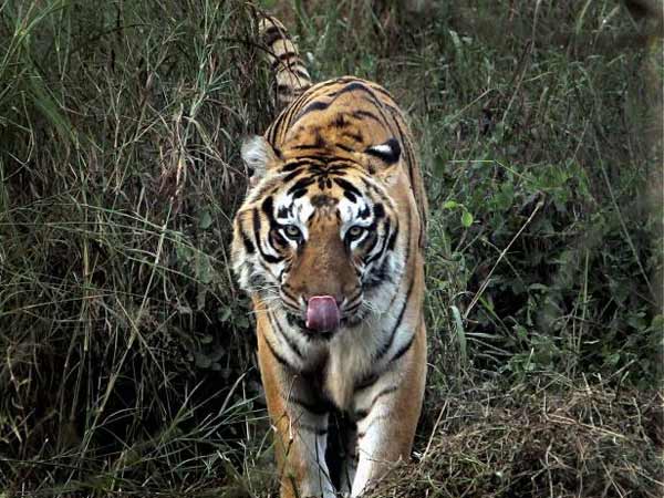 கும்கியும் கைகொடுக்கலை