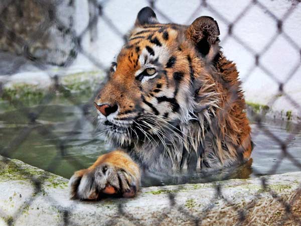 கூண்டில் சிக்காத புலி