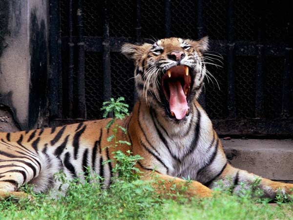 தண்ணி காட்டும் புலி