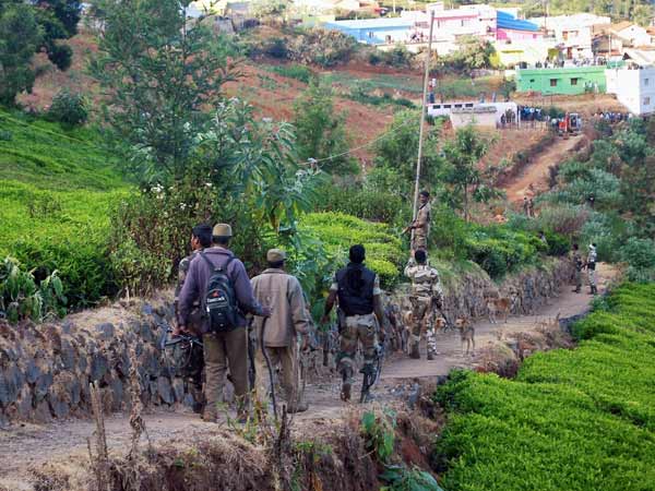 தேயிலை தோட்டத்தில் புலி