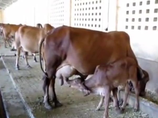 இலவச மாடுகள்