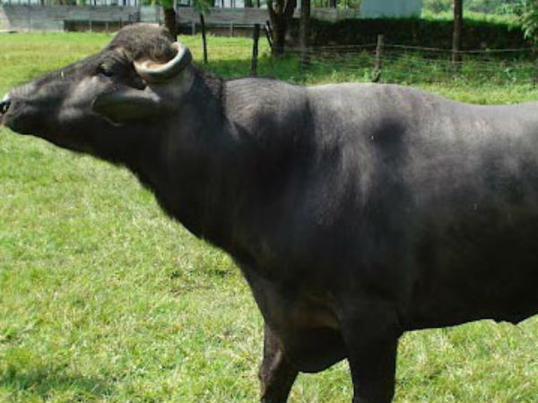 எருமைகள் மீட்பு....