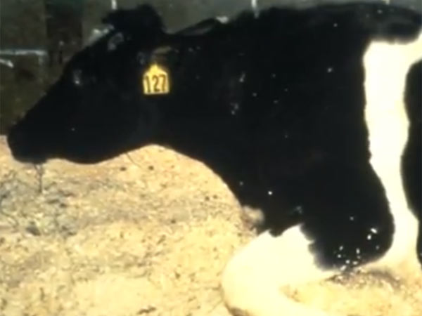 கால்நடைகளுடன் சாலைமறியல்....