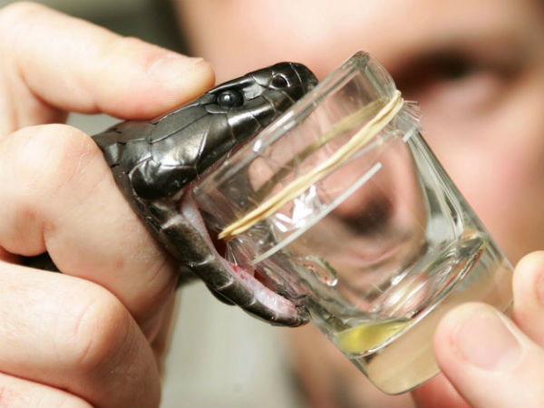 பாம்பு விஷம் பாம்பு விஷம்