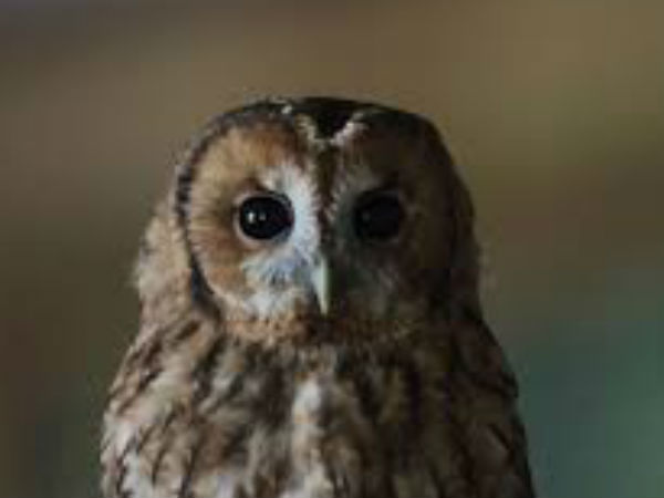 அபூர்வ வகை ஆந்தை... அபூர்வ வகை ஆந்தை...