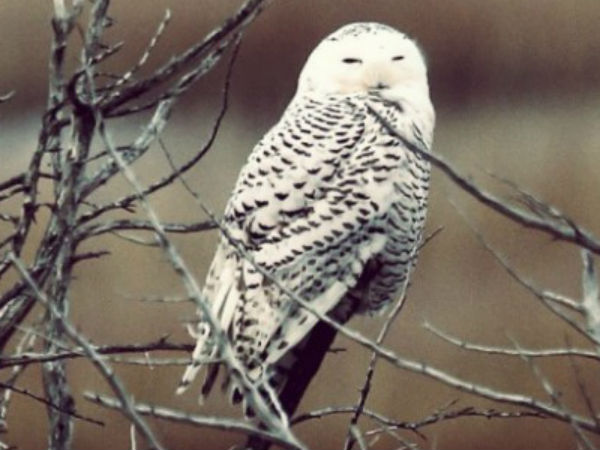 வேட்டையாட தெரியாது... வேட்டையாட தெரியாது...