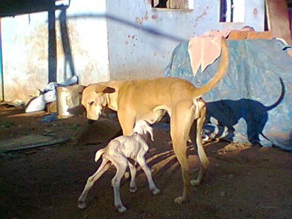 நாயின் தாய்ப் பாசம்: