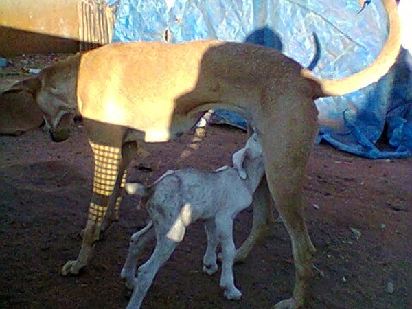 அதிசய பிறவிகள்:
