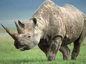 Now, adopt a crocodile or a tiger in Tripura zoo .. Now, adopt a crocodile or a tiger in Tripura zoo ..