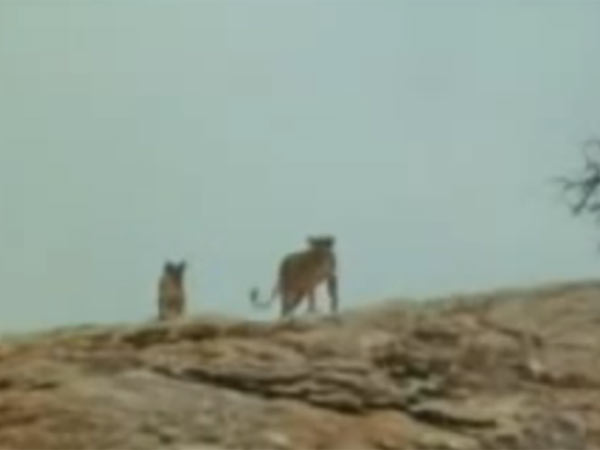 சிங்க குட்டி கிறிஸ்டி: