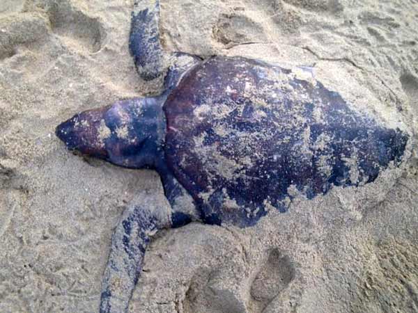 நீலாங்கரை - மரக்காணத்தில்