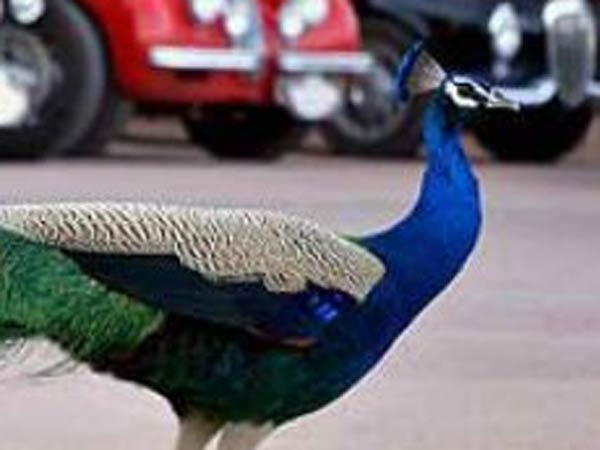 அலட்சியப்படுத்தும் வனத்துறை: