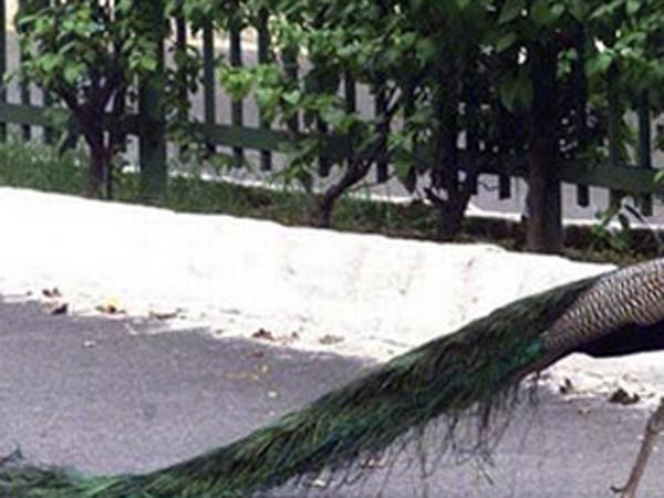 திருடு போகும் மயில் தோகைகள்: