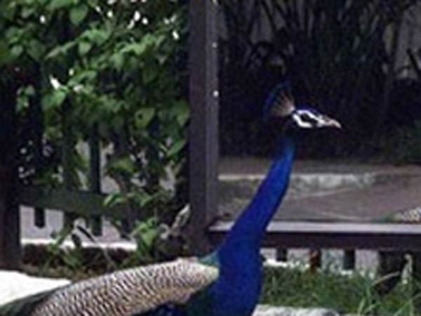 தேசிய பறவையின் உணவு: