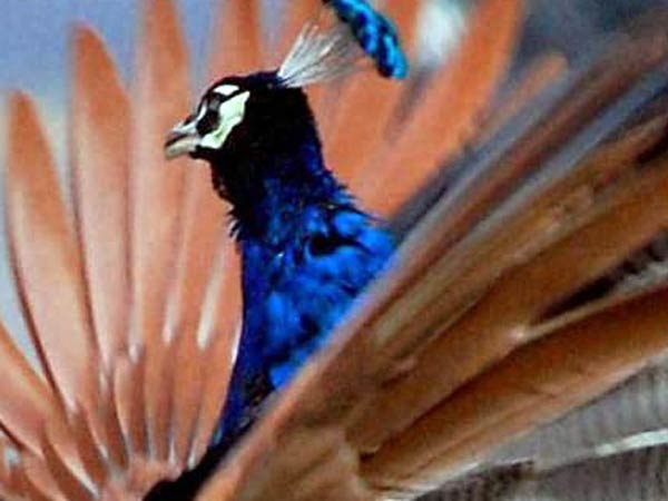 எங்கு பார்த்தாலும் மயில்கள்: