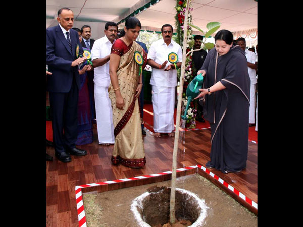 66 லட்சம் மரங்கள்