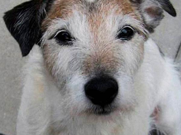 கடுமையான காய்ச்சல்: