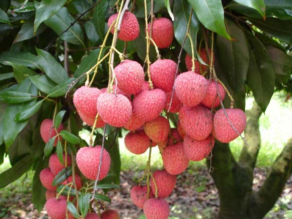 உடலுக்கு உரம்: