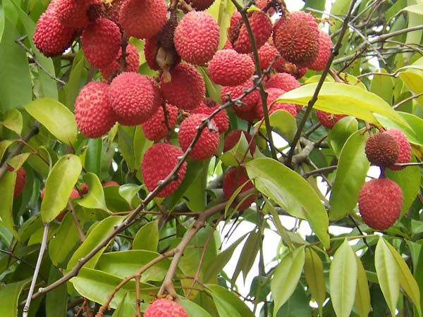 நோய் எதிர்ப்பு சக்தி:-