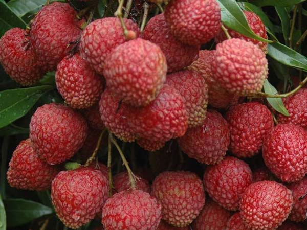 ரத்த உருவாக்கம்: