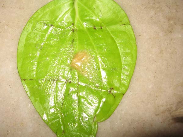 TNSF clarifies Madurai temple ghee mystery