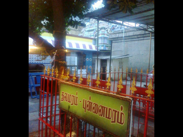 தலமரம் புன்னை
