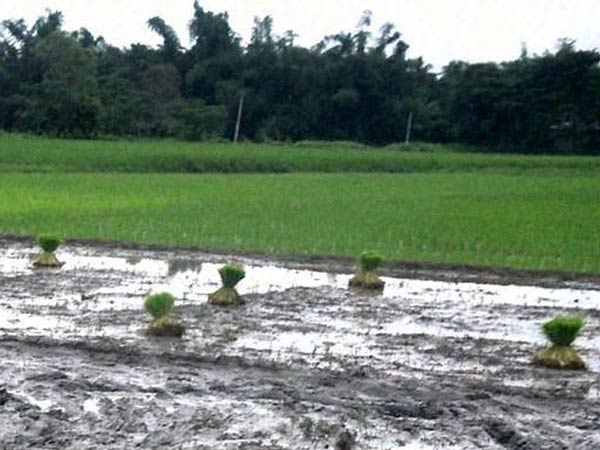 திருவாரூர் நிலங்கள்