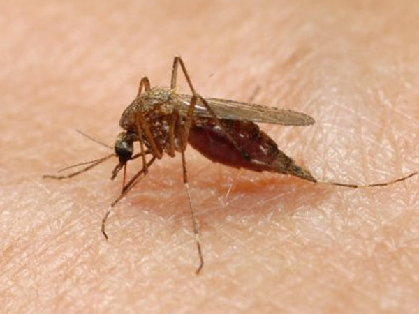 மலேரியா தாக்குதல்