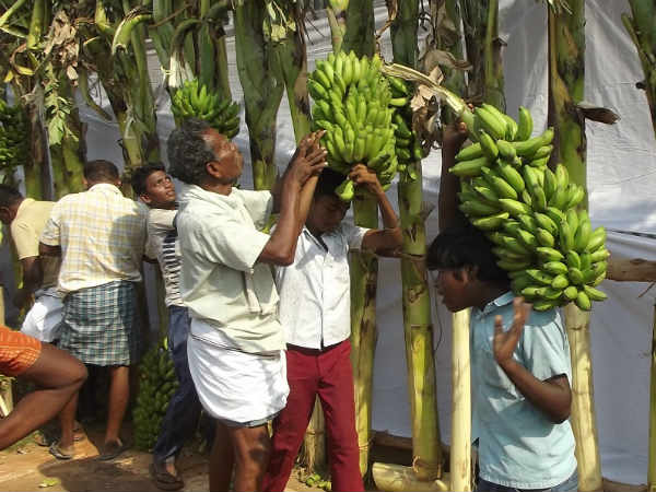 வாழைத்தார்கள் வாழைத்தார்கள்