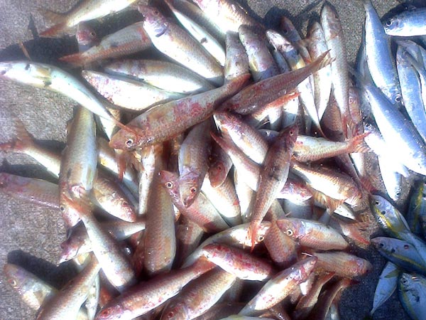 விலை அதிகம்