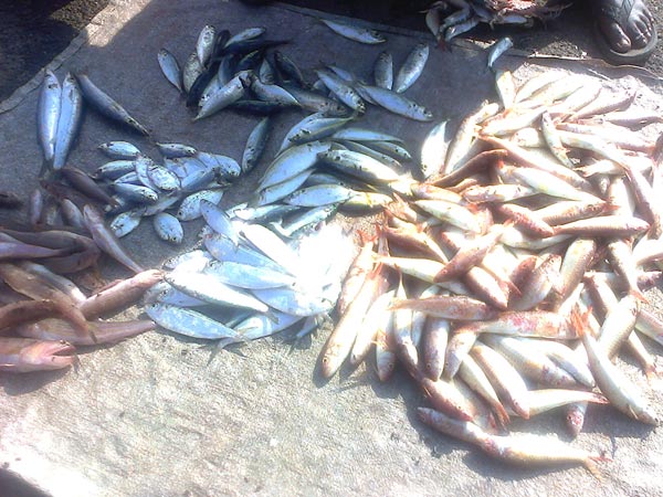 இறால் விலை உயர்வு