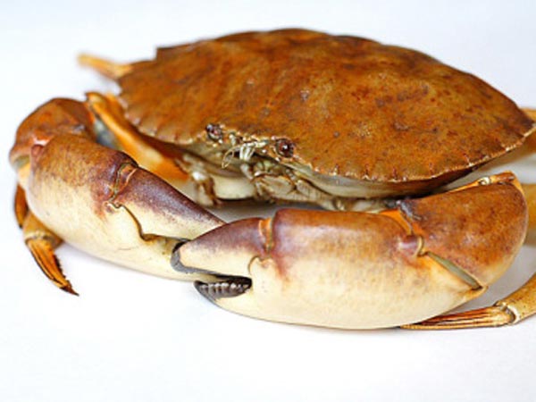 நண்டு நகரலையே