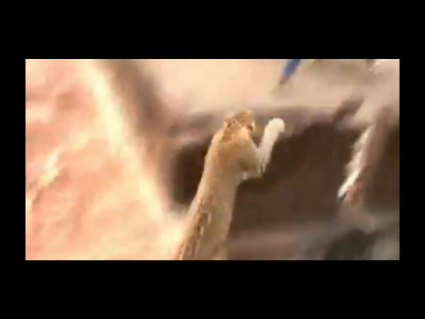 பிடிபட்டது...