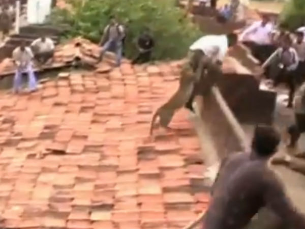 பாய்ந்து வந்த சிறுத்தை...