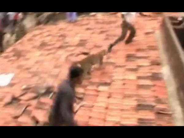 வீட்டிற்குள் பதுங்கிய சிறுத்தை...