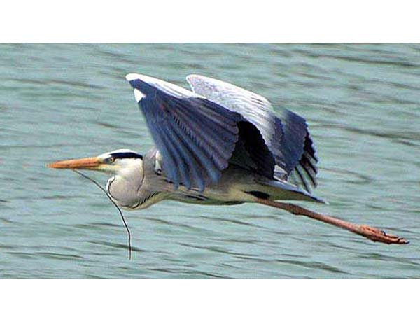 திரும்பிய பறவைகள்