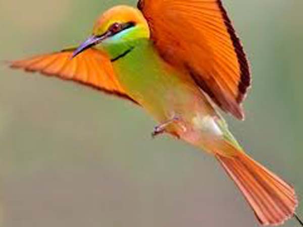 திண்டாடும் பறவைகள்