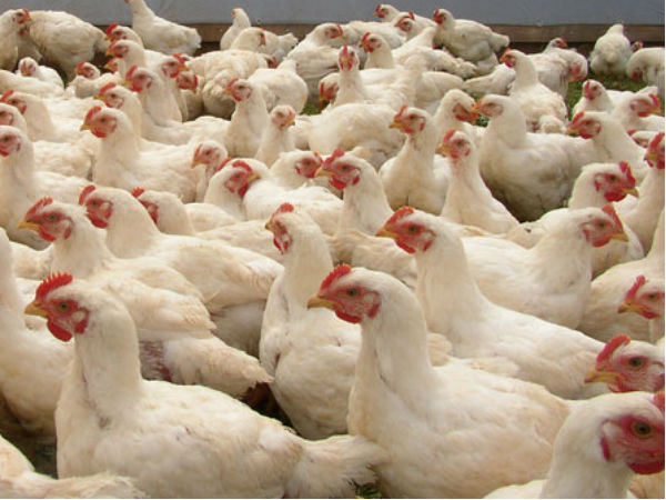 தினம் 400 லோடு கோழி: