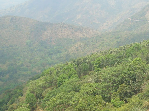 காட்டுத்தீ அபாயம்