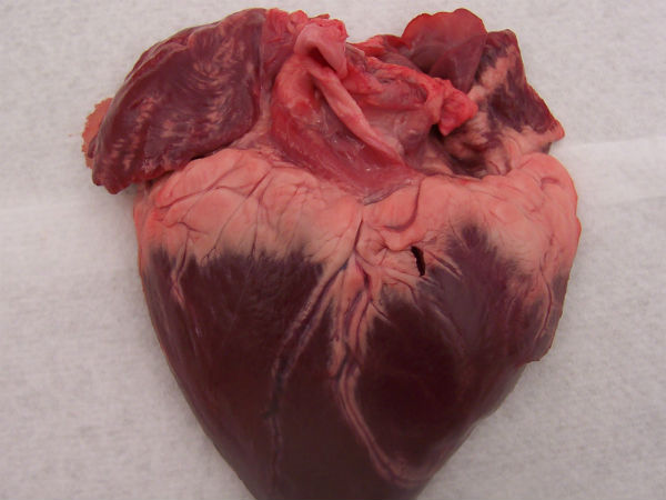 மரபணு மாற்ற இதயங்கள்: