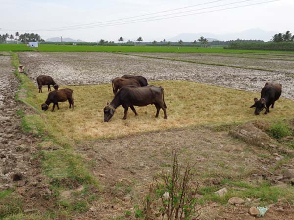 மின்சார தட்டுப்பாடு மின்சார தட்டுப்பாடு