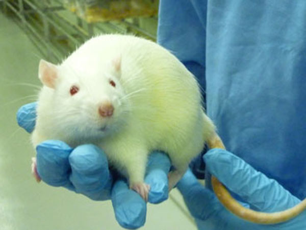 எலிகளிடம் சோதனை: