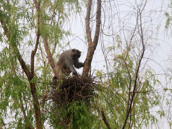 கூடுகளை அழிப்பது எப்படி?